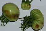 Tomates_redimensionner.jpg