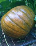 courge2.jpg