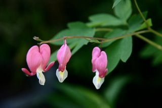 IMG_1377.JPG