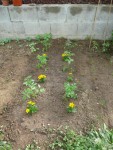 Tomates cerises anciennes et leurs ti oeillets plantés hier