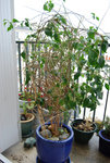 bougainvillier.jpg