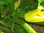 courgettes 009.JPG