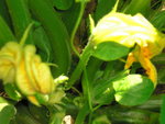 courgettes 010.JPG