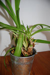orchidee 1.jpg