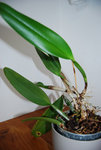 orchidée 2.jpg