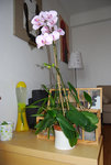 orchidées.jpg