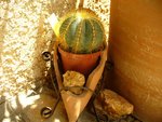 Notocactus Magnificus.JPG