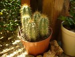 pilosocereus pachycladus.JPG