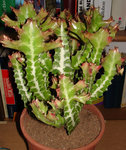 euphorbia.jpg
