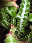euphorbia_2.jpg