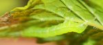 menthe_grosse_chenille.jpg