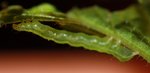 menthe_petite_chenille.jpg