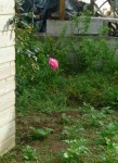 je viens de planter ce beau rosier qui sent extraordinairement bon!