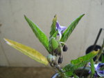 DSC01884.JPG