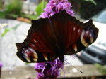 DSC01270.JPG