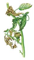 verticiliose 3.jpg
