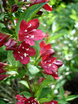 weigelia.jpg