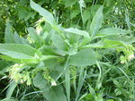 DSCI0096.JPG