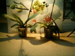 mes orchidées 006.jpg