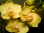mes orchidées 007.jpg