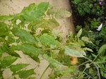 tomate2.JPG
