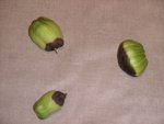 Tomates malades 1.JPG