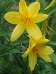 fleur jaune<br />c'est la première a avoir fleurie<br />floraison terminée