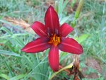fleur rouge<br />en fleur en ce moment