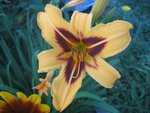 cœur rouge bordeaux<br />entourage jaune<br />en fleur en ce moment