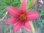 fleur rose<br />avec des proliférations<br />tendance drageonnante