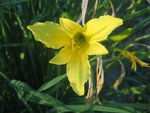 fleur odorante ( me rappelle le jasmin )<br />la floraison vient de se terminer