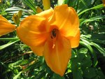 grosse fleur jaune orange<br />fleur très rigide<br />en fleur en ce moment