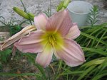 rose pale<br />en fleur en ce moment
