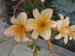 cultivée en pot actuellement d'où petit gabarit<br />en fleur en ce moment