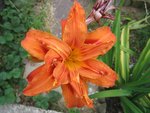 double orangé soutenu<br />en fleur en ce moment