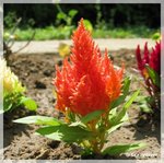 Fleur-sapin.jpg