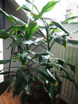 DSCF0640-2.jpg