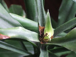 DSCF0644-4.jpg