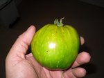 tomate Johanna,  contraitrement à ce que l'on pourrai penser ,elle est mûre.