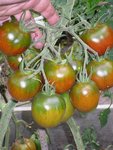 un egrappe d emiss kennedy!<br />cette variété est exceptionnelle, en tout point!<br />pas de maladie, grosse production ( + 5 kgs par plant)