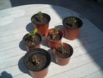 adenium juin 2009  011.jpg