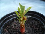 adenium juin 2009 010.jpg