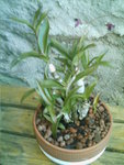 mes orchidées 013.jpg