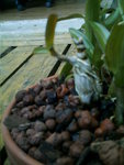 mes orchidées 015.jpg