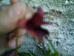 mes orchidées 020.jpg