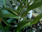 mes orchidées 017.jpg