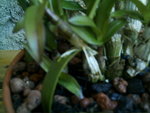 mes orchidées 018.jpg