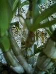 mes orchidées 019.jpg