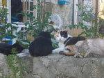 divers 063.JPG