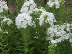 Phlox blanc.JPG